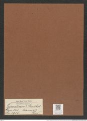 Triceratium ? shadboltianum Grev. (de-Toni-Nr.: Genus 140, Species 3915) Zeichnungen Sammlung Grunow Mappe 03941 (Herbarium_W_Grunow_drawings_Folder_03941)
